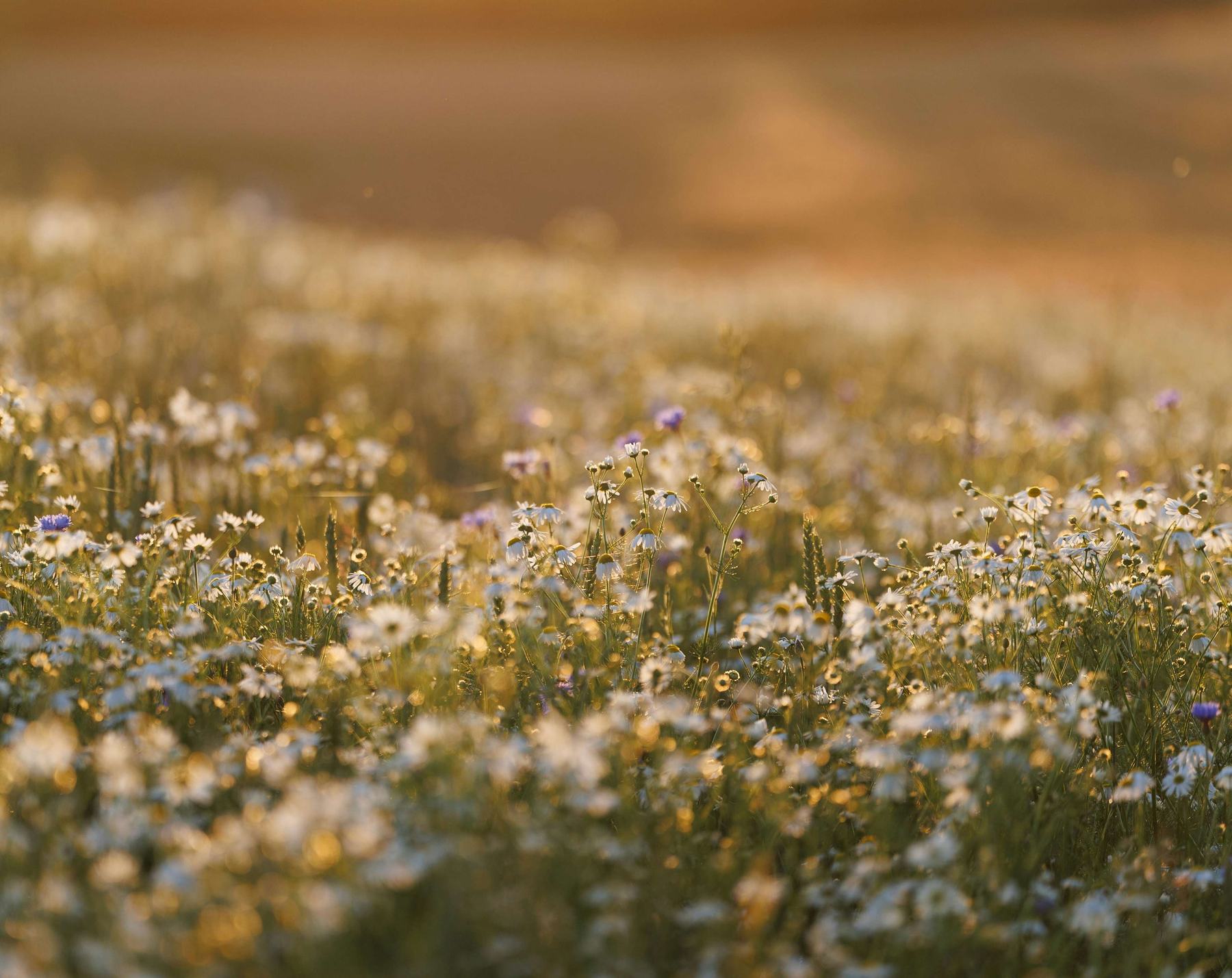 A field of white flowers in golden sunset light