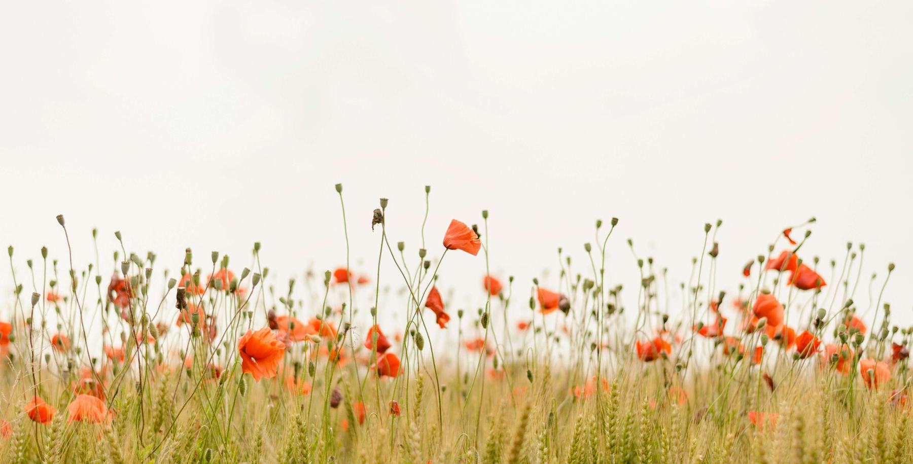 A meadow of orange wildflowers