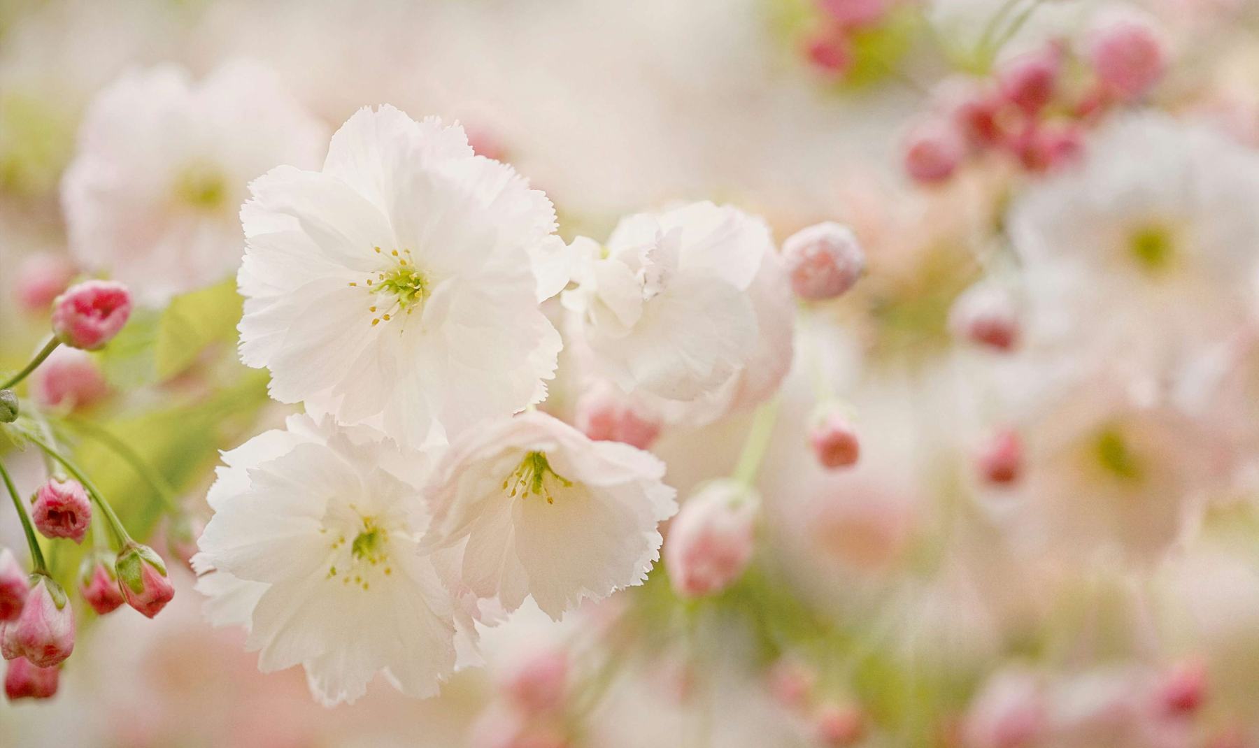 Soft white and pink blossoms